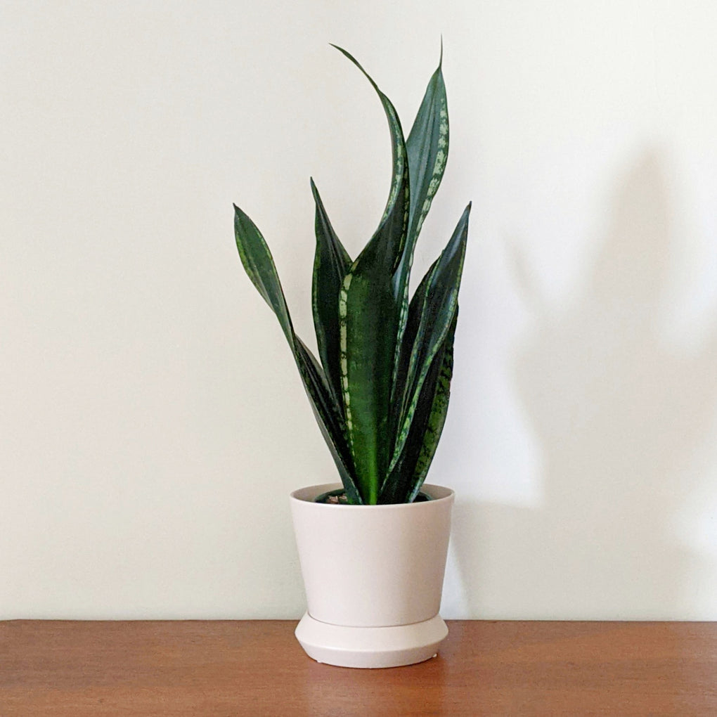 snake plant whitney Sansevieria 'Whitney' (Snake Plant) - 11.5cm pot