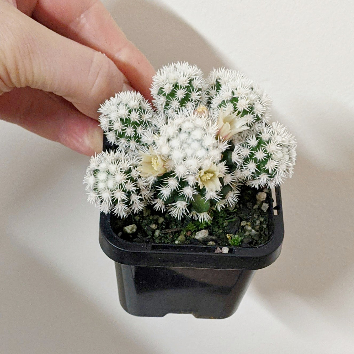 Mammillaria gracilis cv. (Arizona Snowcap) - 7cm pot | Plantsmith ...