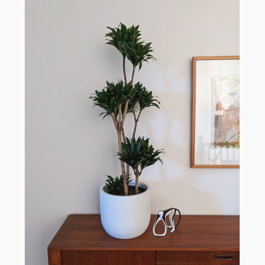 dracaena janet craig compacta propagation Dracaena Janet Craig Compacta - 25cm pot