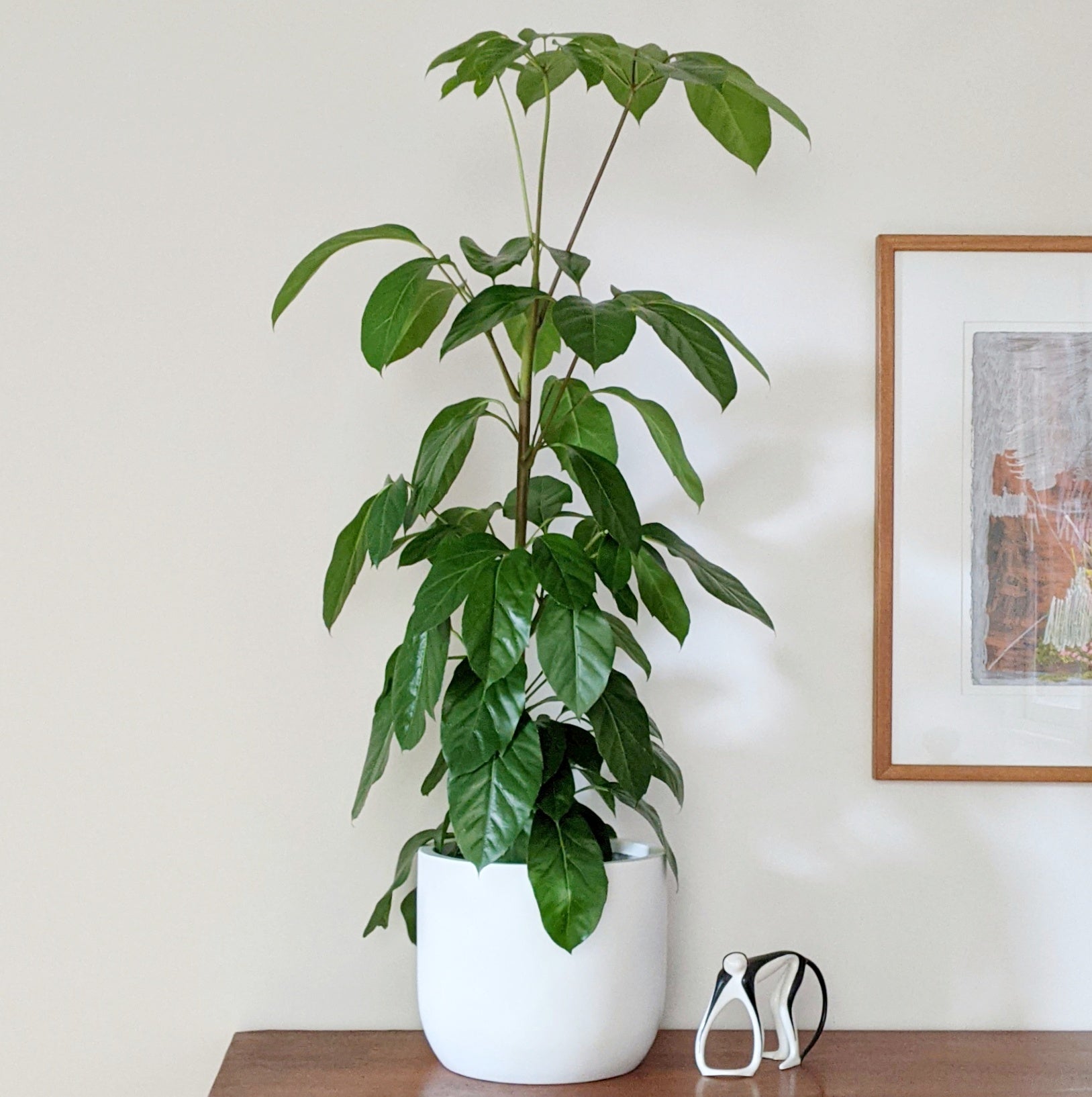 indoor alpine plants Schefflera amate 'Alpine Junior' (Umbrella Tree) ADVANCED- 20cm pot