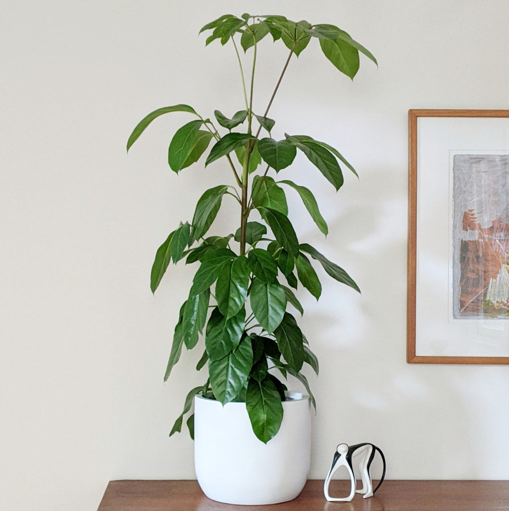 umbrella tree indoor plant Schefflera amate 'Alpine Junior' (Umbrella Tree) ADVANCED- 20cm pot