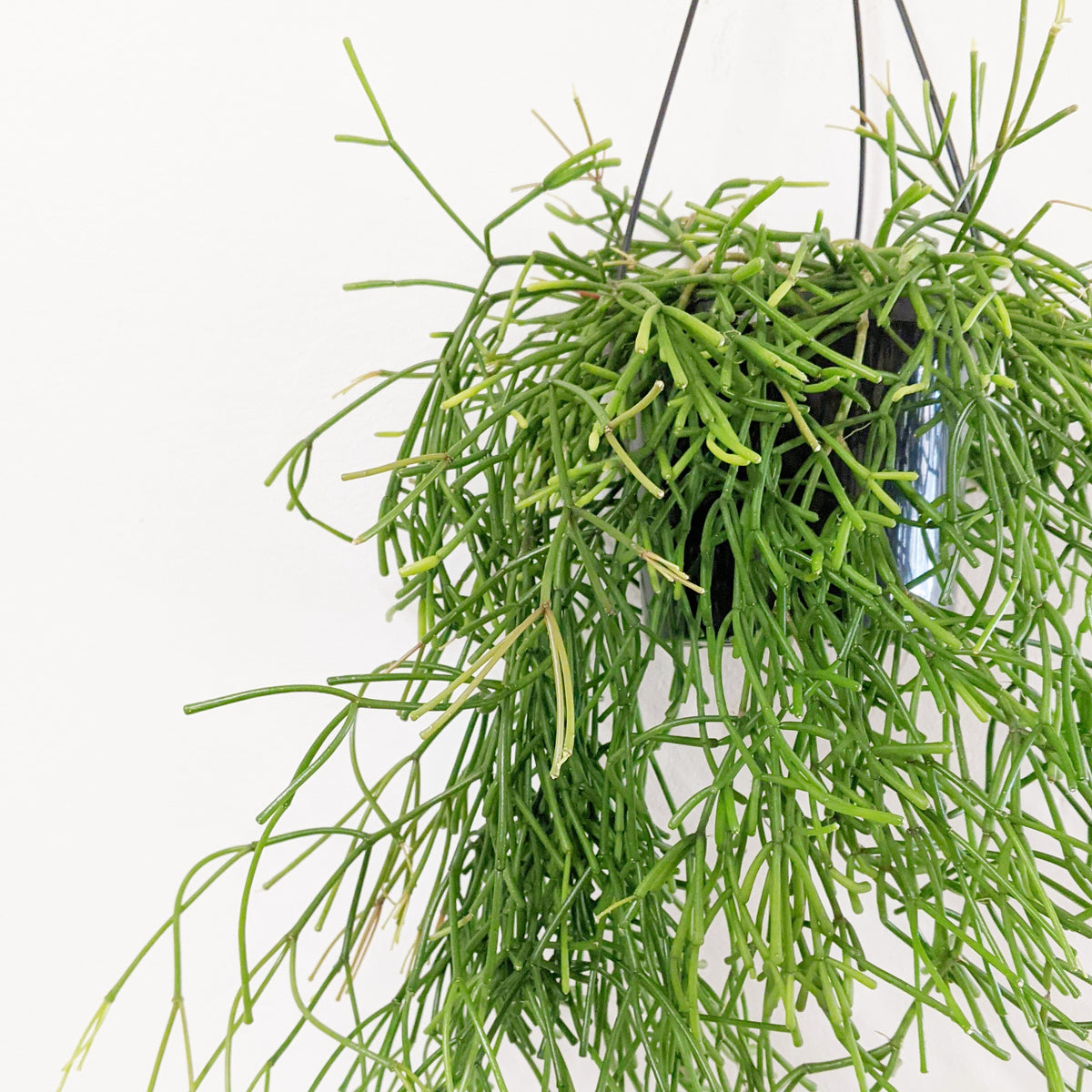 Rhipsalis clavata - 12.5cm pot | Plantsmith Indoor Plants Melbourne