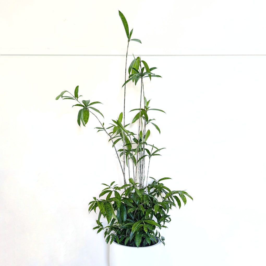 dracaena sierra leone Dracaena surculosa punctulata 'Sierra Leone' - 30cm pot
