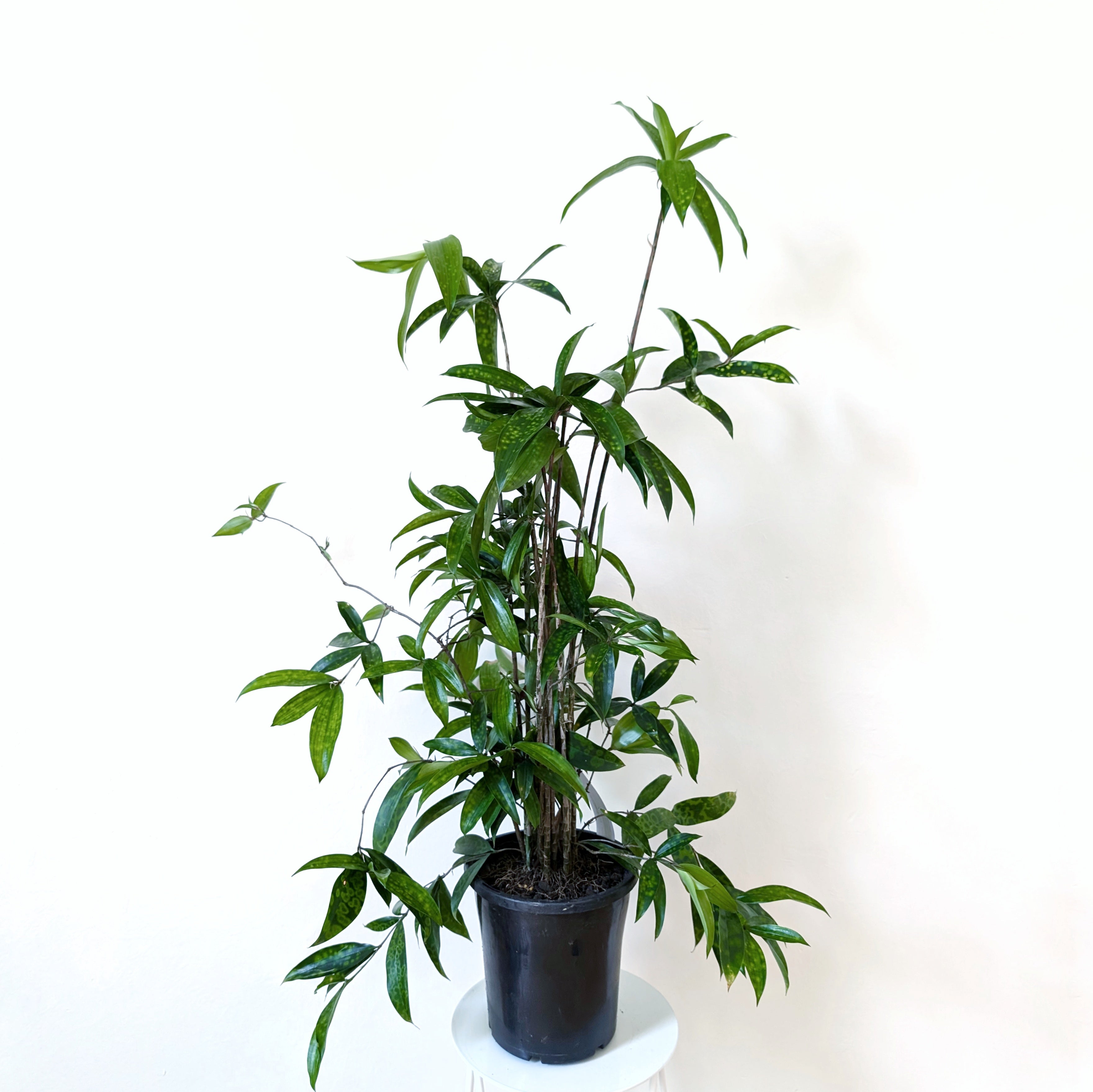 Dracaena surculosa punctulata 'Sierra Leone' - 20cm pot