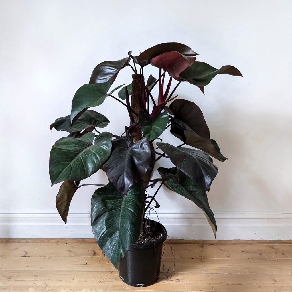 philodendron dark lord Philodendron erubescens 'Dark Lord' - 30cm with Totem