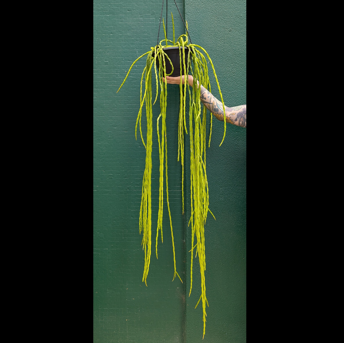 Rhipsalis pacheo leonis var. catenulata - ADVANCED 20cm pot ...
