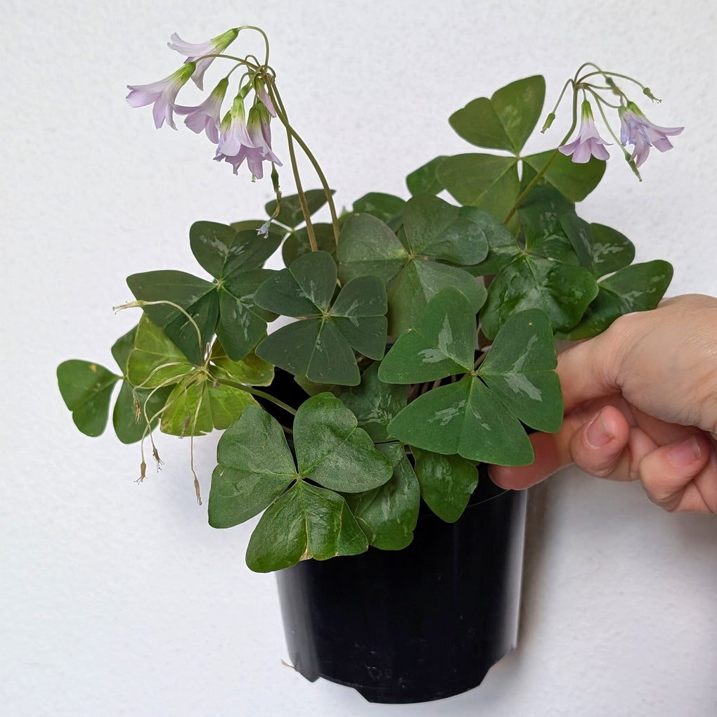 irish indoor plants Oxalis triangularis (Irish Mist) - 12cm pot