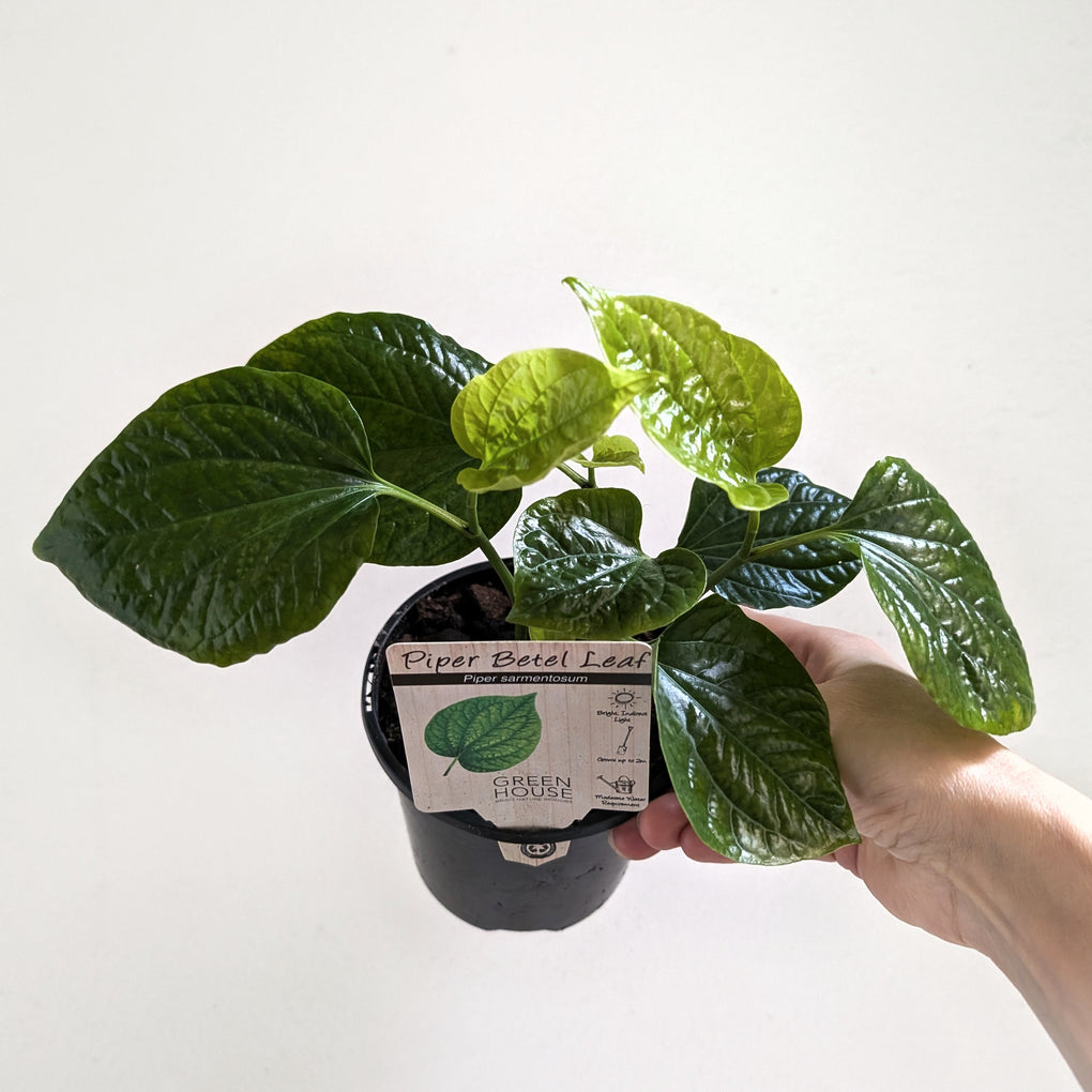 betel plant indoors Piper sarmentosum (Piper Betel Leaf) - 12cm pot