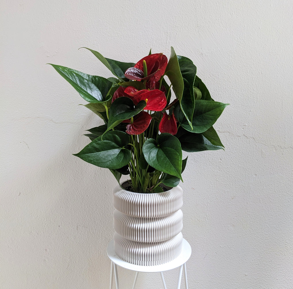anthurium melbourne Anthurium 'Red' - 14cm pot