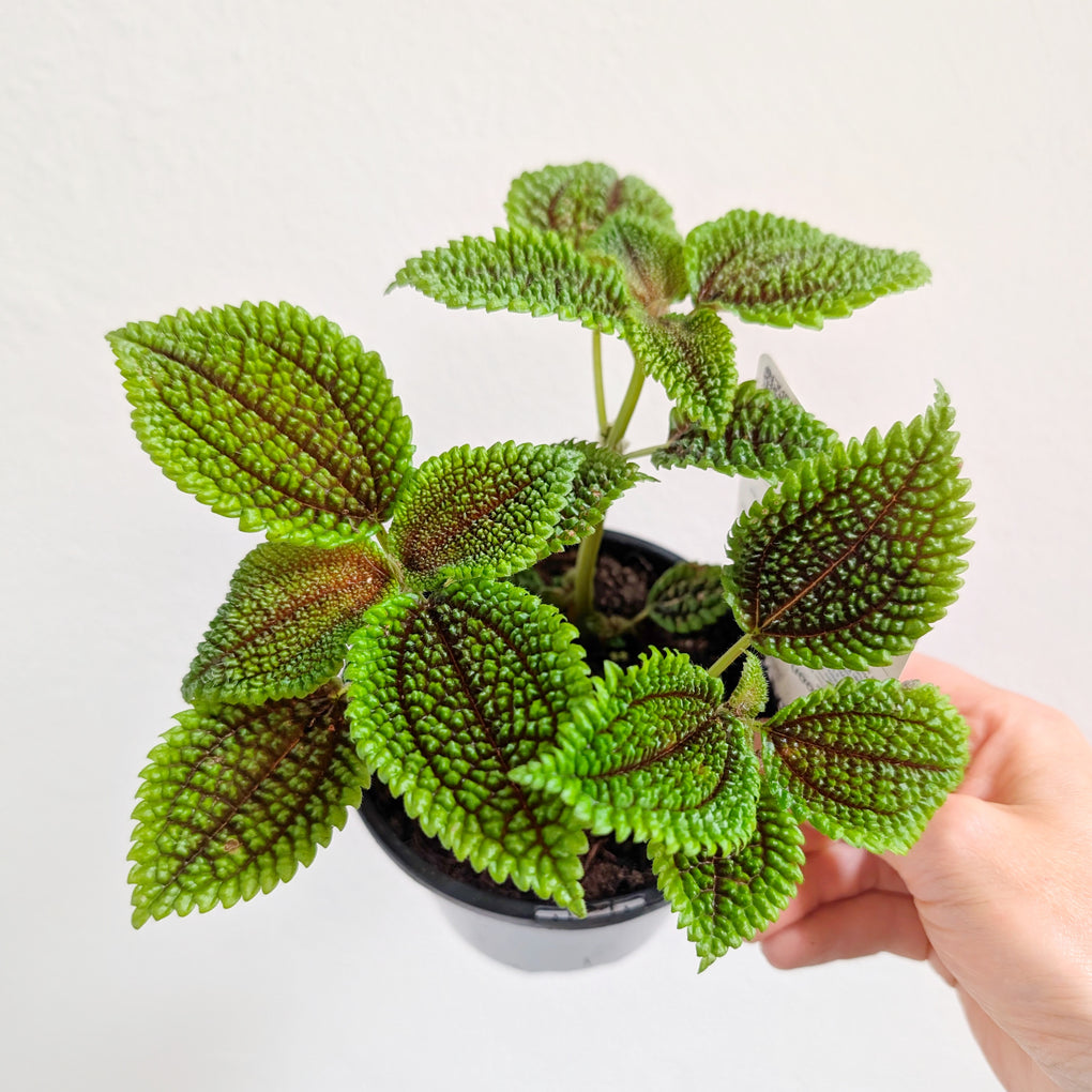 indoor moon valley friendship plant Pilea involucrata 'Moon Valley' (Friendship Plant) - 12cm pot