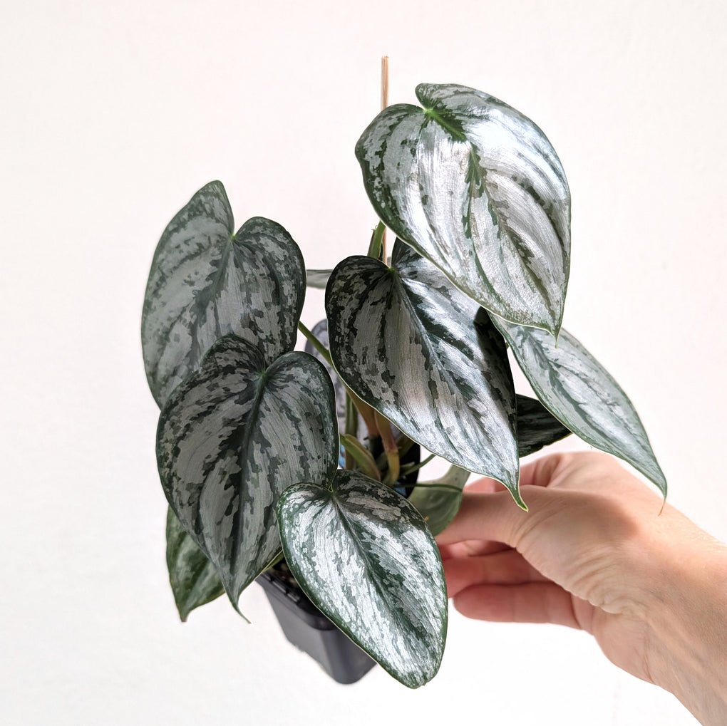 philodendron brandtianum australia Philodendron brandtianum - 7cm ADVANCED