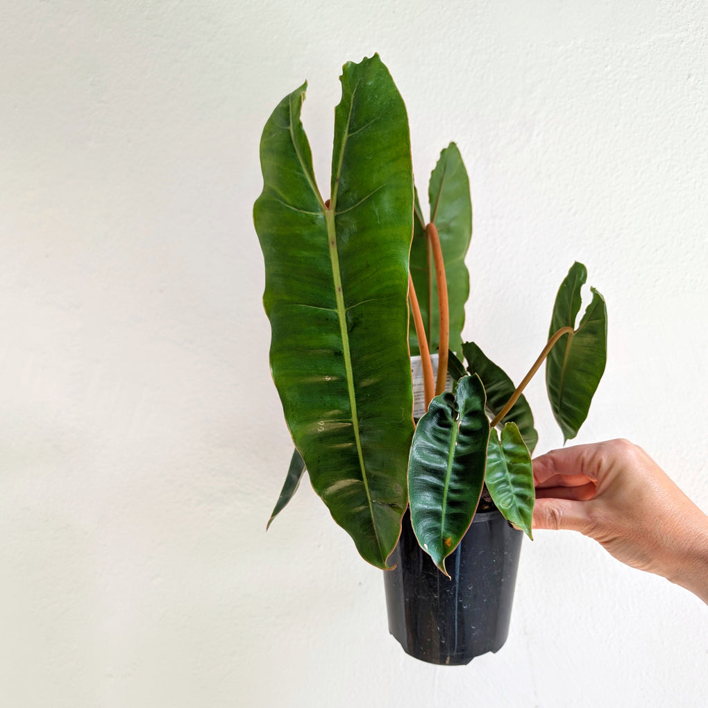 philodendron billietiae australia Philodendron 'Billietiae' - 12.5cm pot