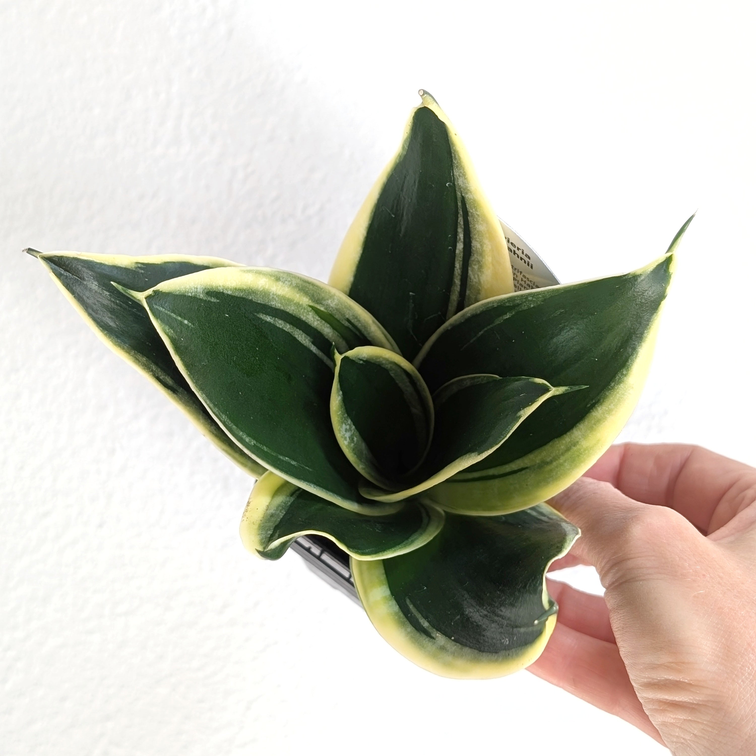 lotus sansevieria Sansevieria Lotus Hahnii (Snake Plant) - 7cm pot