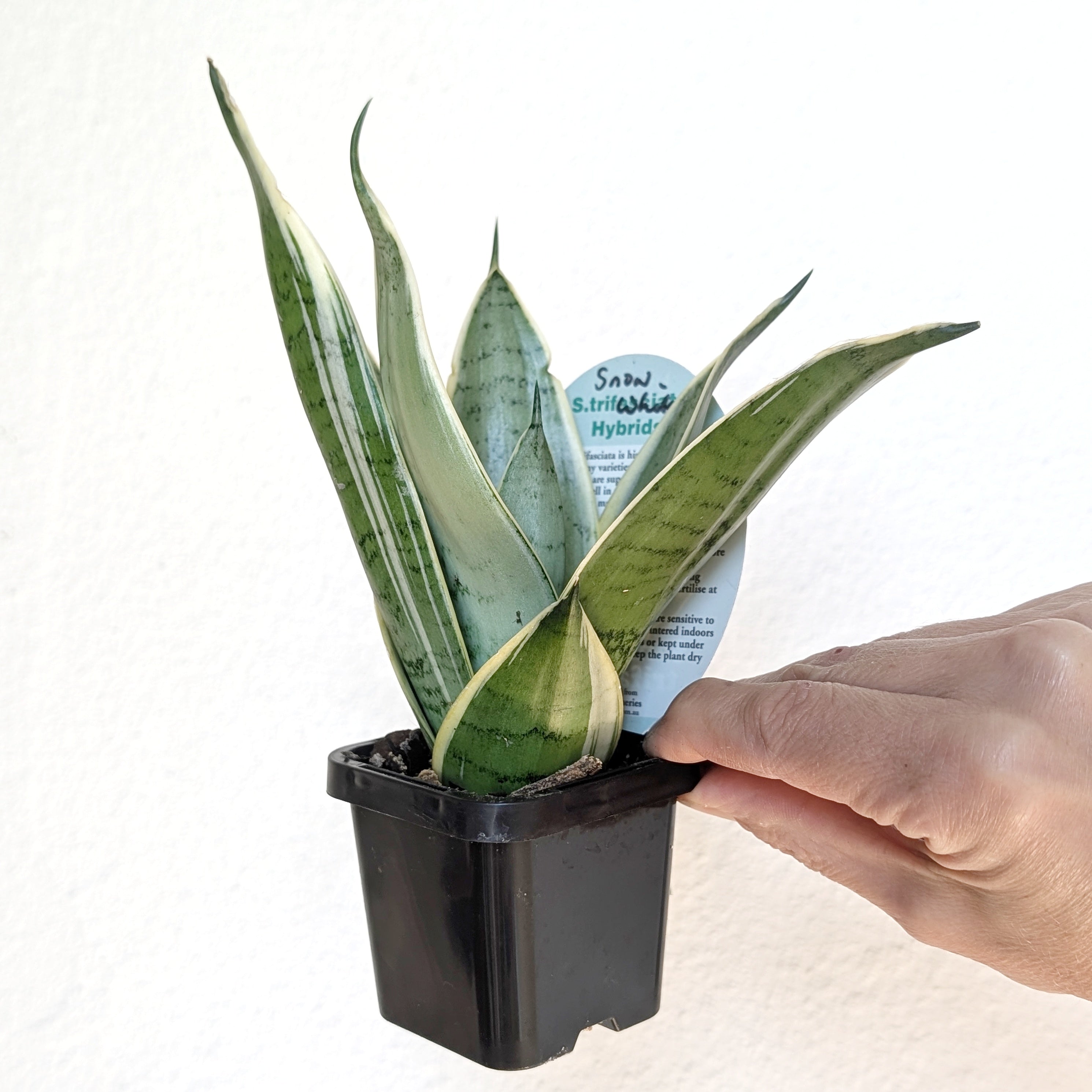Sansevieria 'Snow White' Hahnii (Snake Plant) - 7cm pot