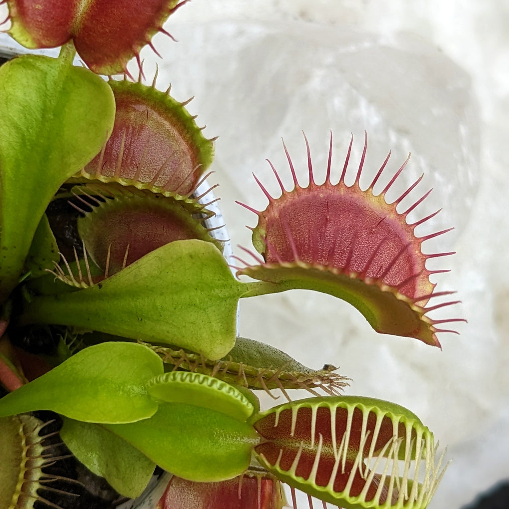 Venus flytrap (Dionaea muscipula) - Plantsmith