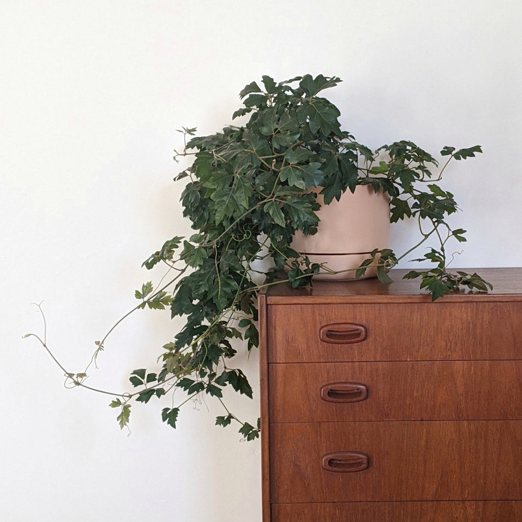 cissus indoor plant Cissus rhombifolia 'Ellen Danica' planted into an Apricot Self-Watering pot