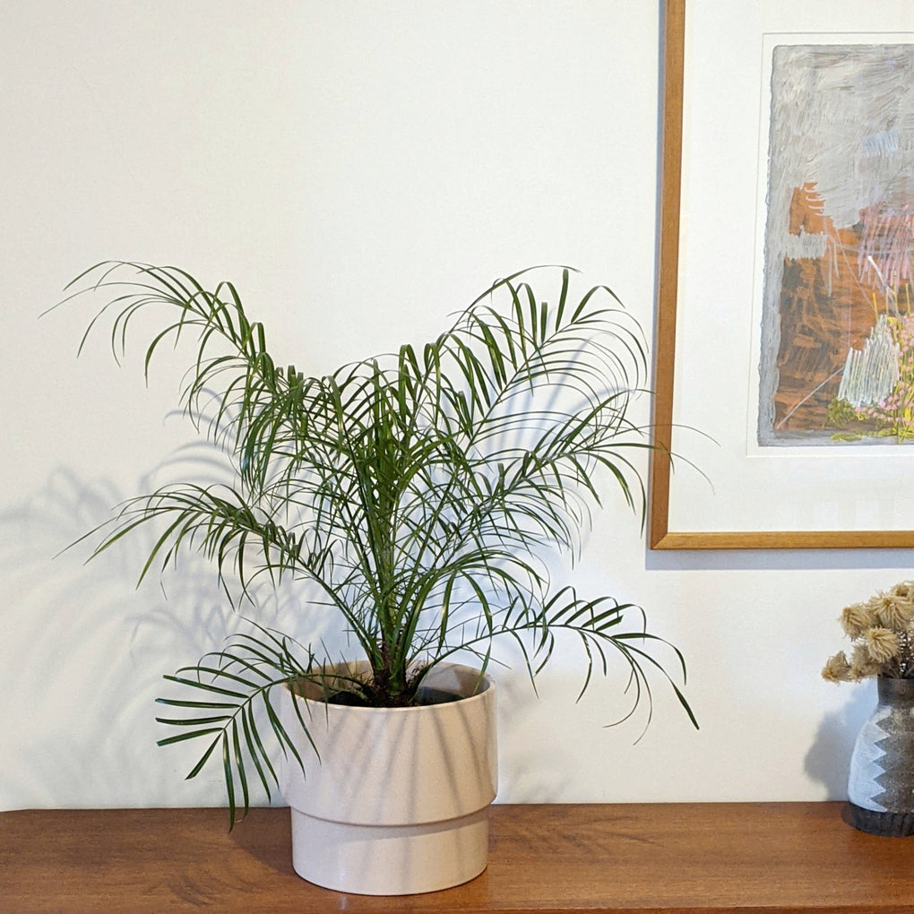phoenix indoor plants Phoenix roebellinii (Miniature Date Palm) - 20cm pot