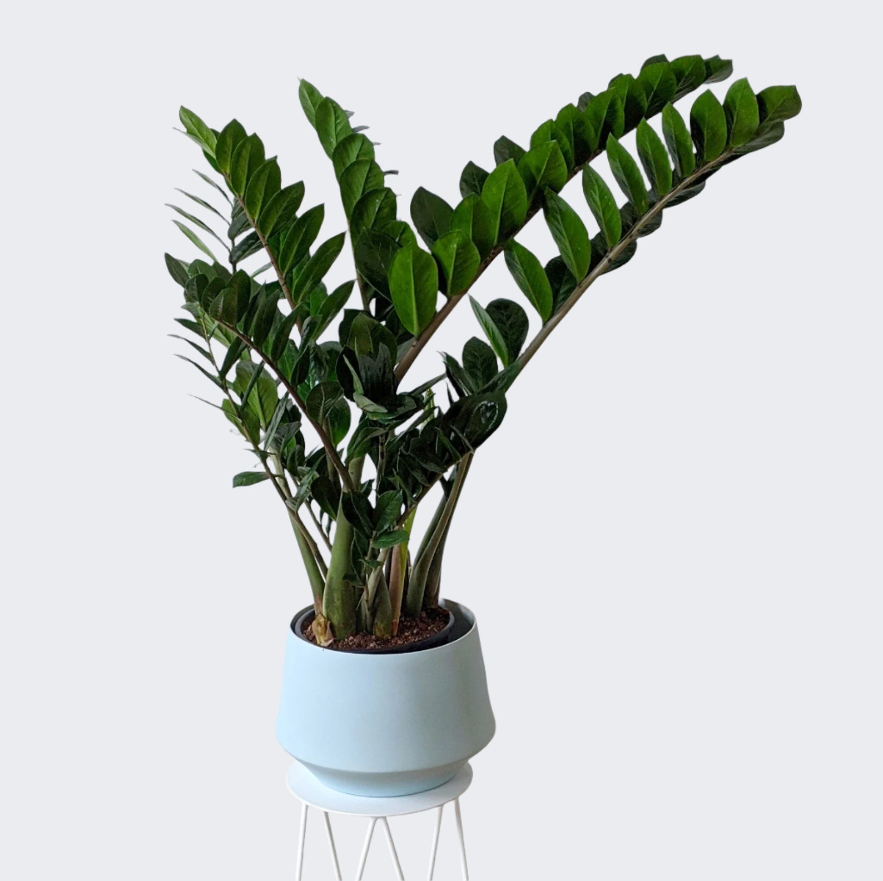 buy zz plant australia Zamioculcas zamiifolia (Zanzibar Gem, ZZ Plant) - ADVANCED 20cm pot