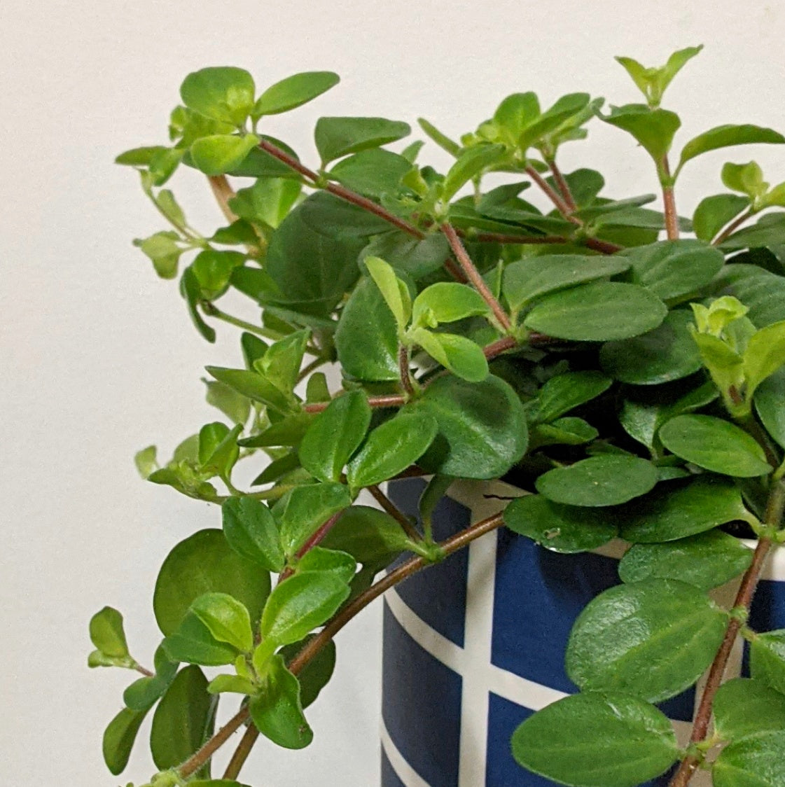 Peperomia rotundifolia rondo venitiano - 12cm pot | Plantsmith Indoor ...