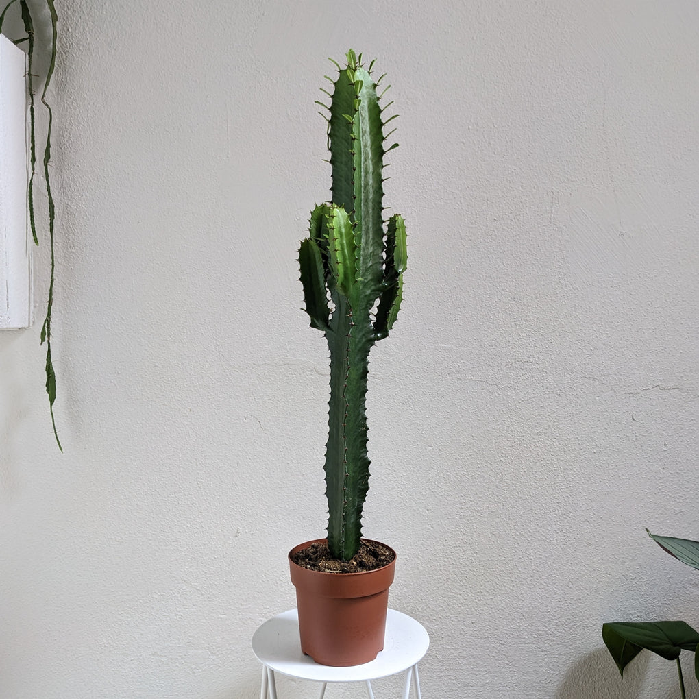 Green boutiQ - Euphorbia eritrea - Afrikaanse melkboom Green boutiQ - Euphorbia eritrea - Afrikaanse melkboom