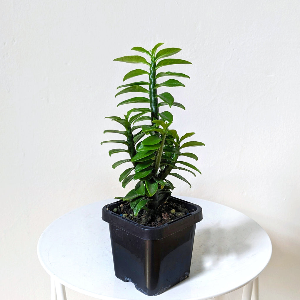 is pedilanthus an indoor plant Pedilanthus tithymaloides 'Nana' - 7cm pot