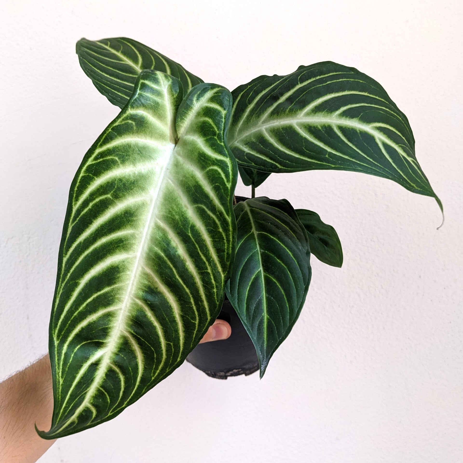 Phyllotaenium lindenii 'Magnificum' - 12.5cm pot | Plantsmith Indoor ...