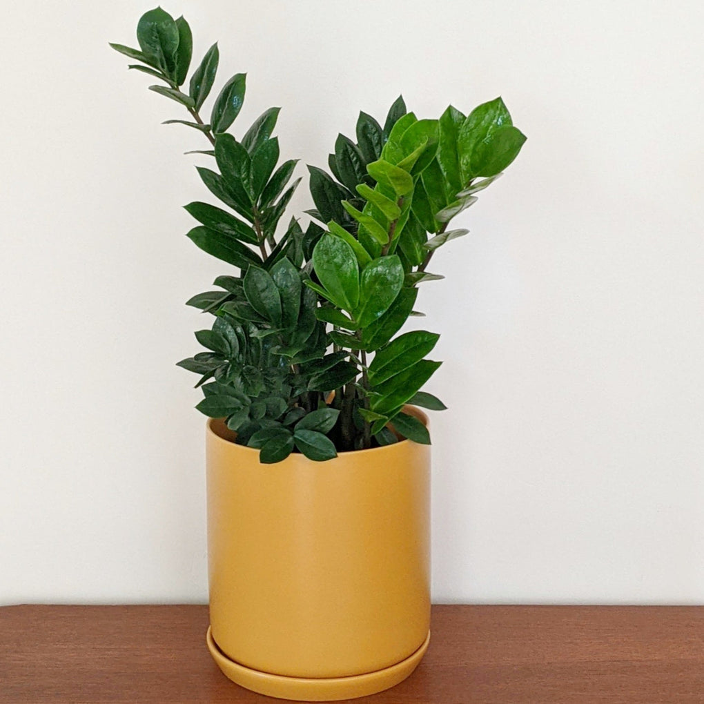 zz zanzibar plant Zamioculcas zamiifolia (Zanzibar Gem, ZZ Plant) - 15cm pot