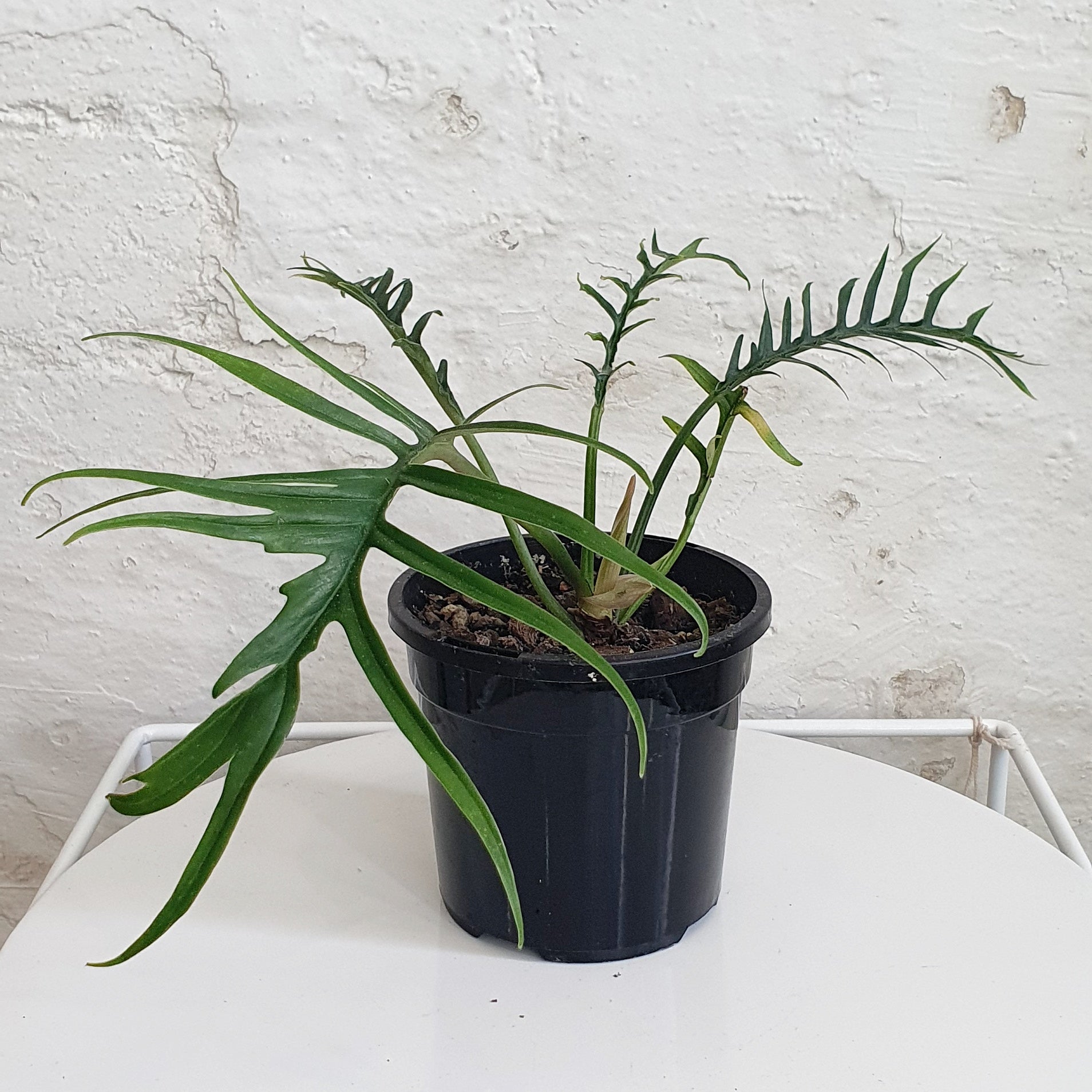 Philodendron Bipinnatifidum tortum - 12cm | Plantsmith Indoor Plants ...