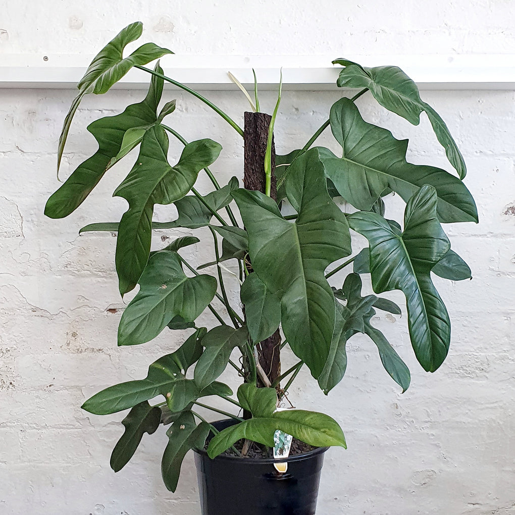 blue horse head philodendron Philodendron bipennifolium (Horse/ Wolfs Head Philodendron) - 30cm Pot