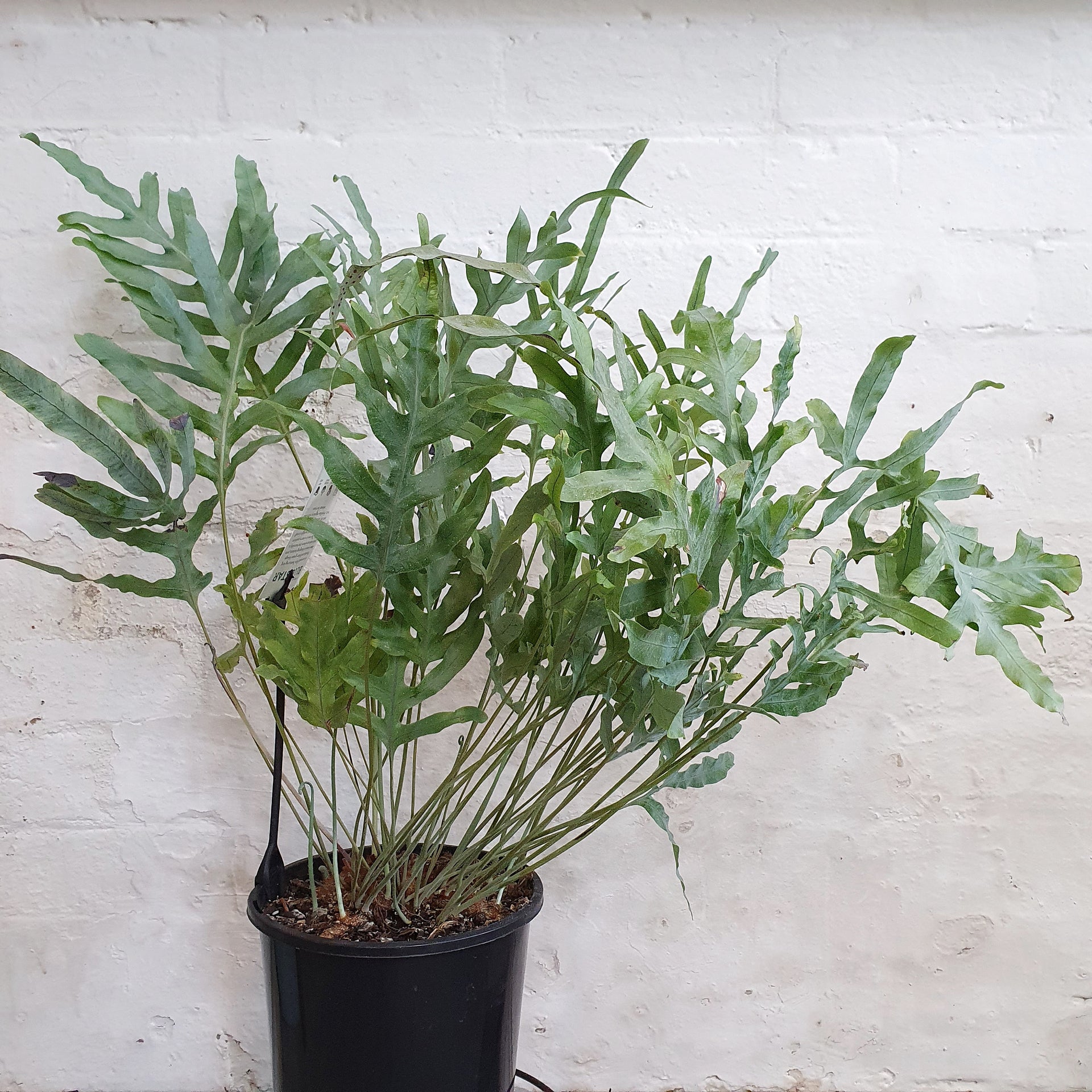 Phlebodium aureum (Blue Star Fern) 20cm Pot Plantsmith Indoor Plants Melbourne