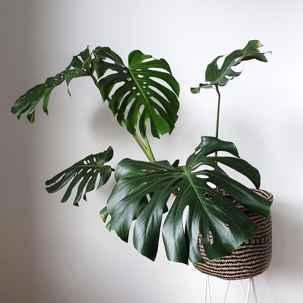 monstera deliciosa buy melbourne Monstera deliciosa - 30cm pot