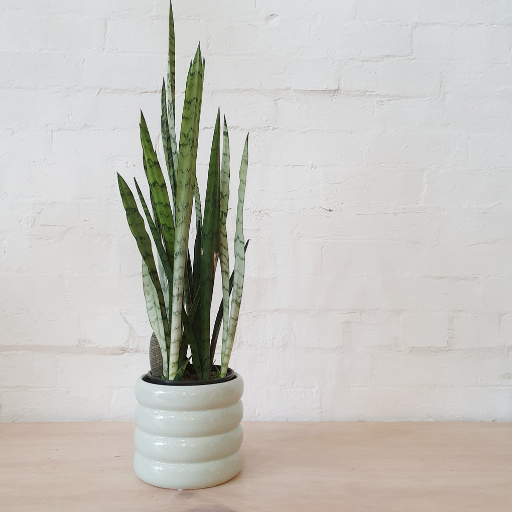 silver princess snake plant Sansevieria trifasciata 'Silver Princess' - 15cm