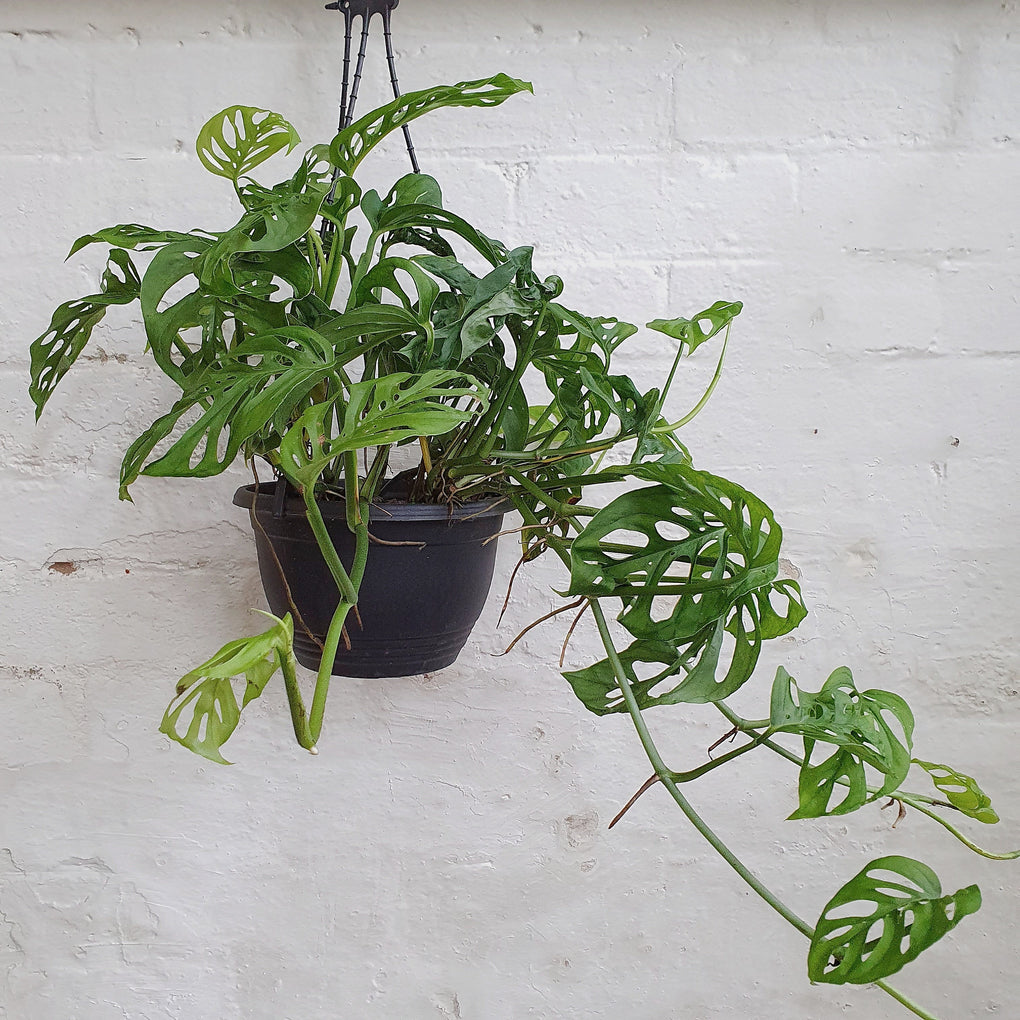 swiss cheese plant australia Monstera adansonii (Swiss Cheese Plant) - 20cm pot