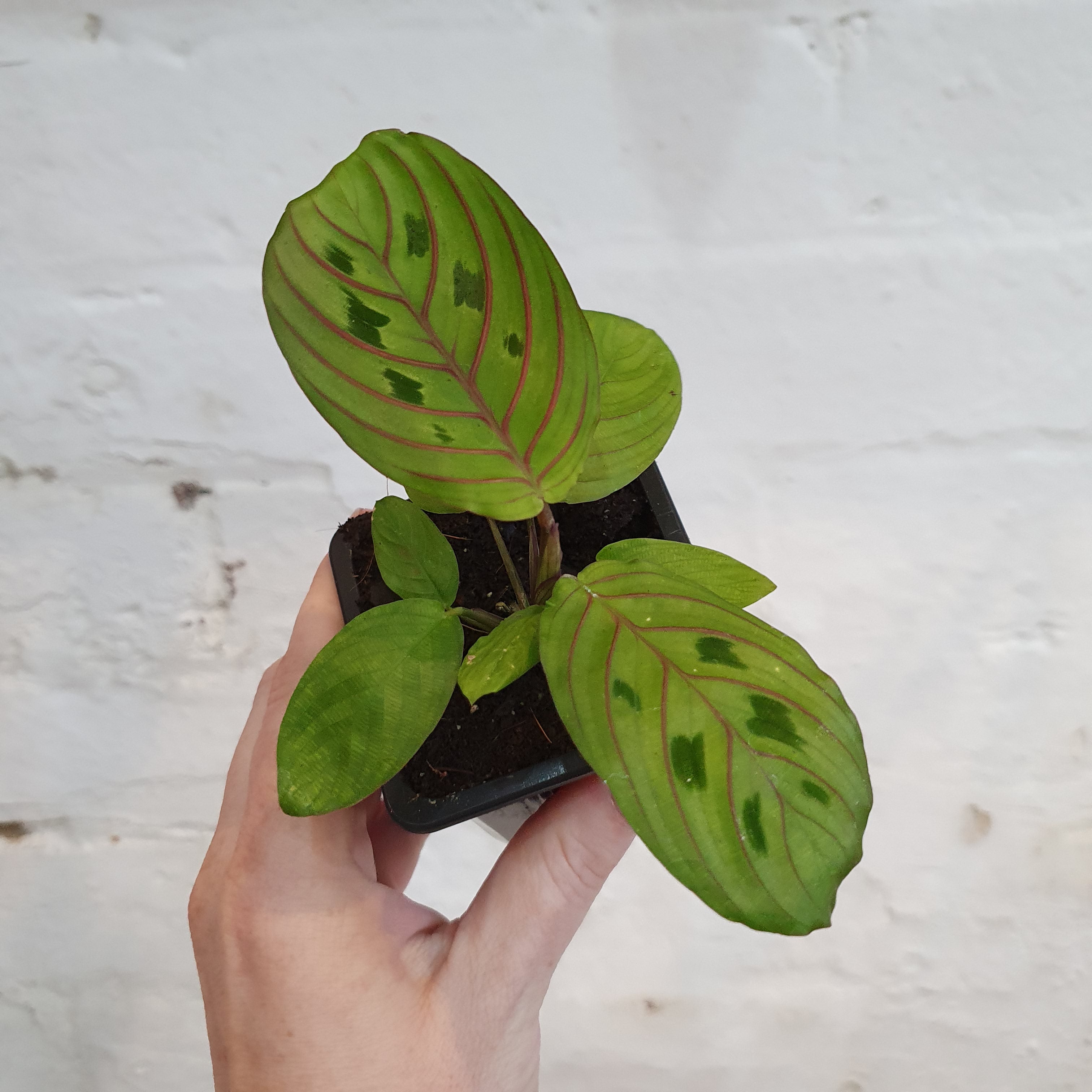 Maranta Leuconeura ‘Red Vein’ (Prayer Plant) - 7cm pot | Plantsmith ...
