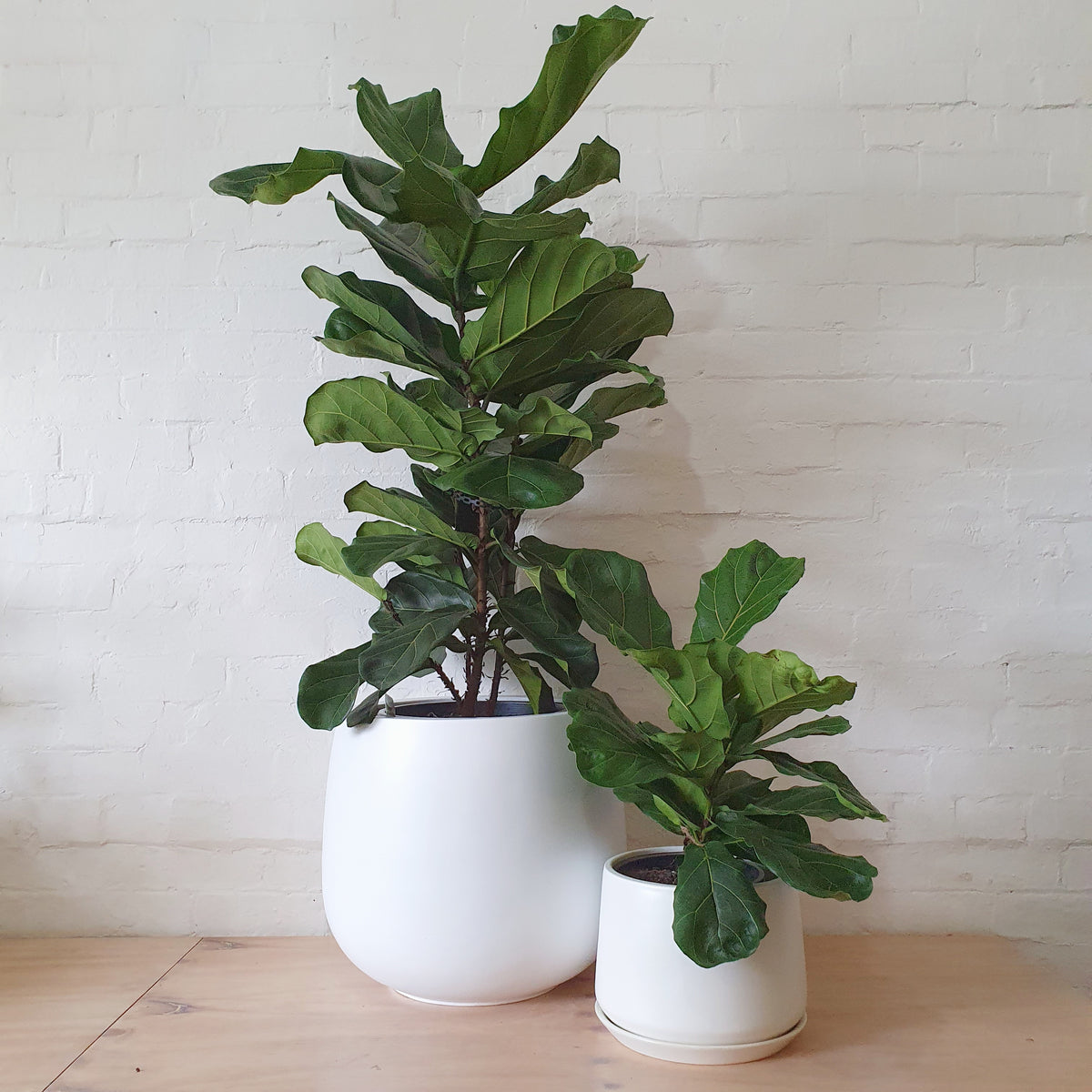 Ficus Lyrata (fiddle Leaf Fig) - 30cm Pot 