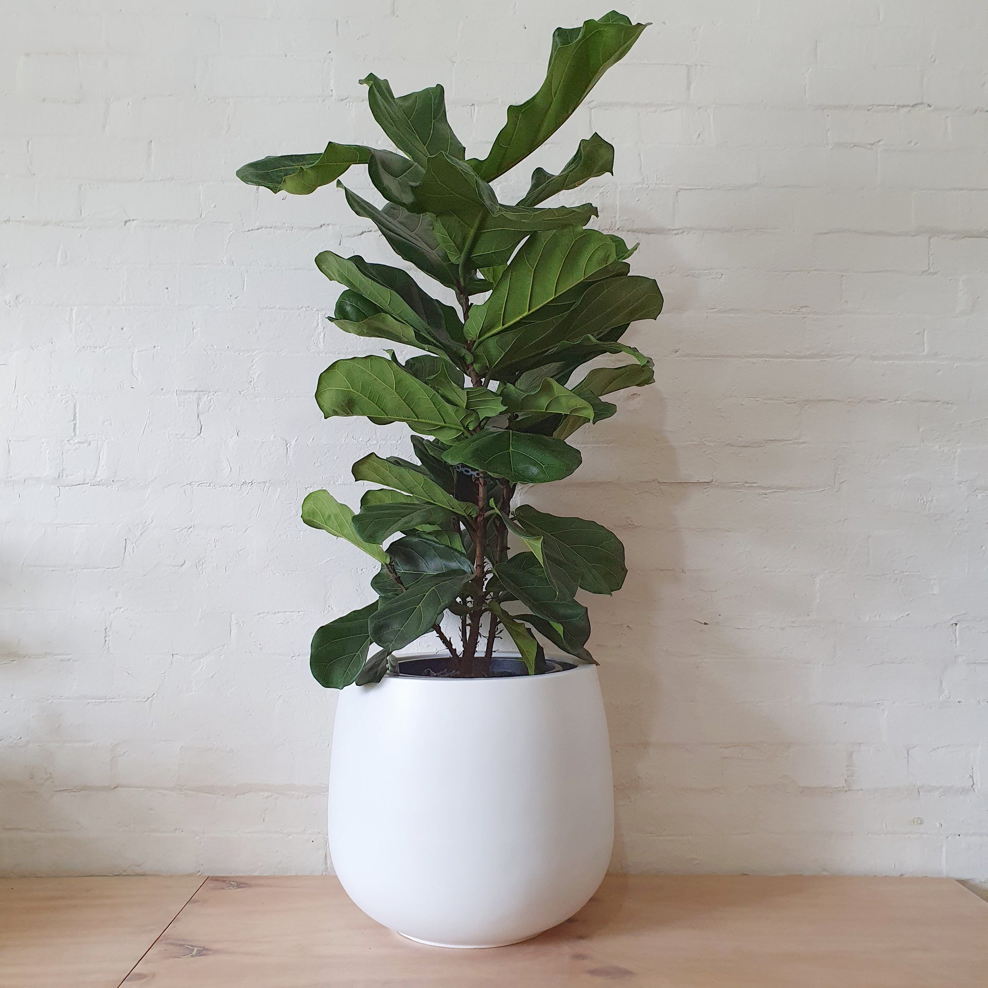 Ficus lyrata (Fiddle Leaf Fig) - 30cm pot | Plantsmith Indoor Plants ...