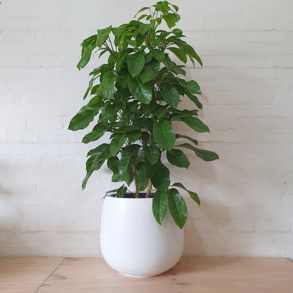 amate plant indoor Schefflera amate (Umbrella Tree) 25cm