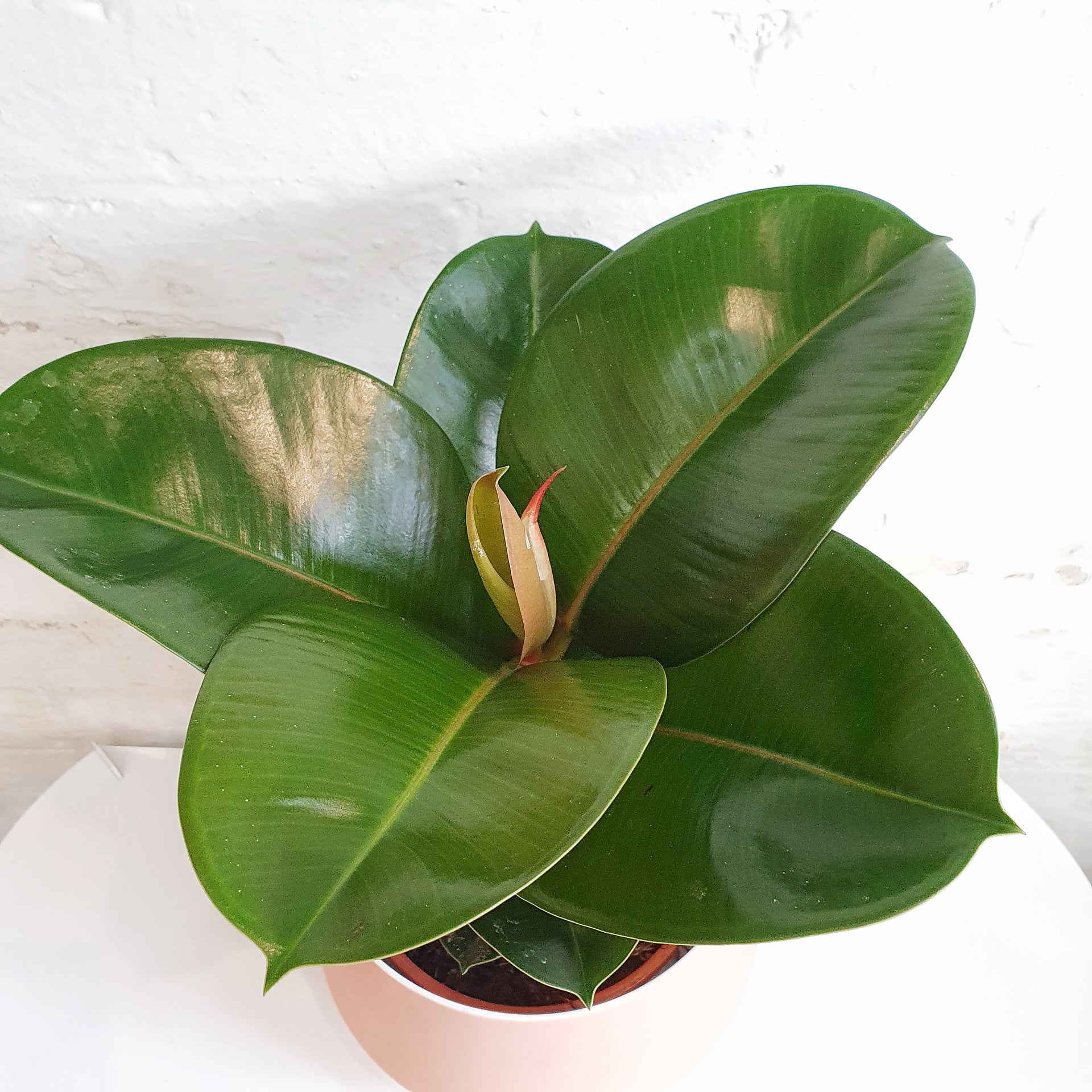 Ficus elastica ‘Sofia’ - 19cm pot | Plantsmith Indoor Plants Melbourne