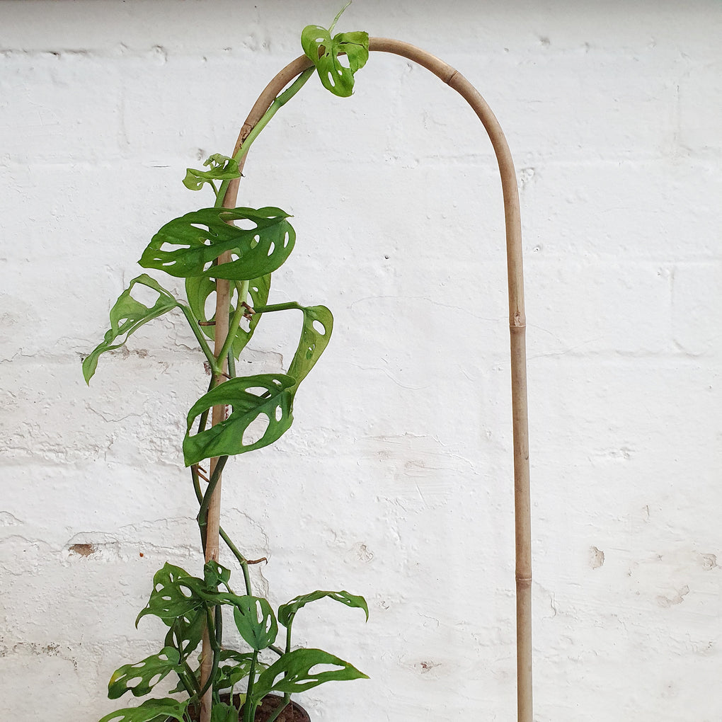 indoor plant arch Bamboo Arch Plant Trellis