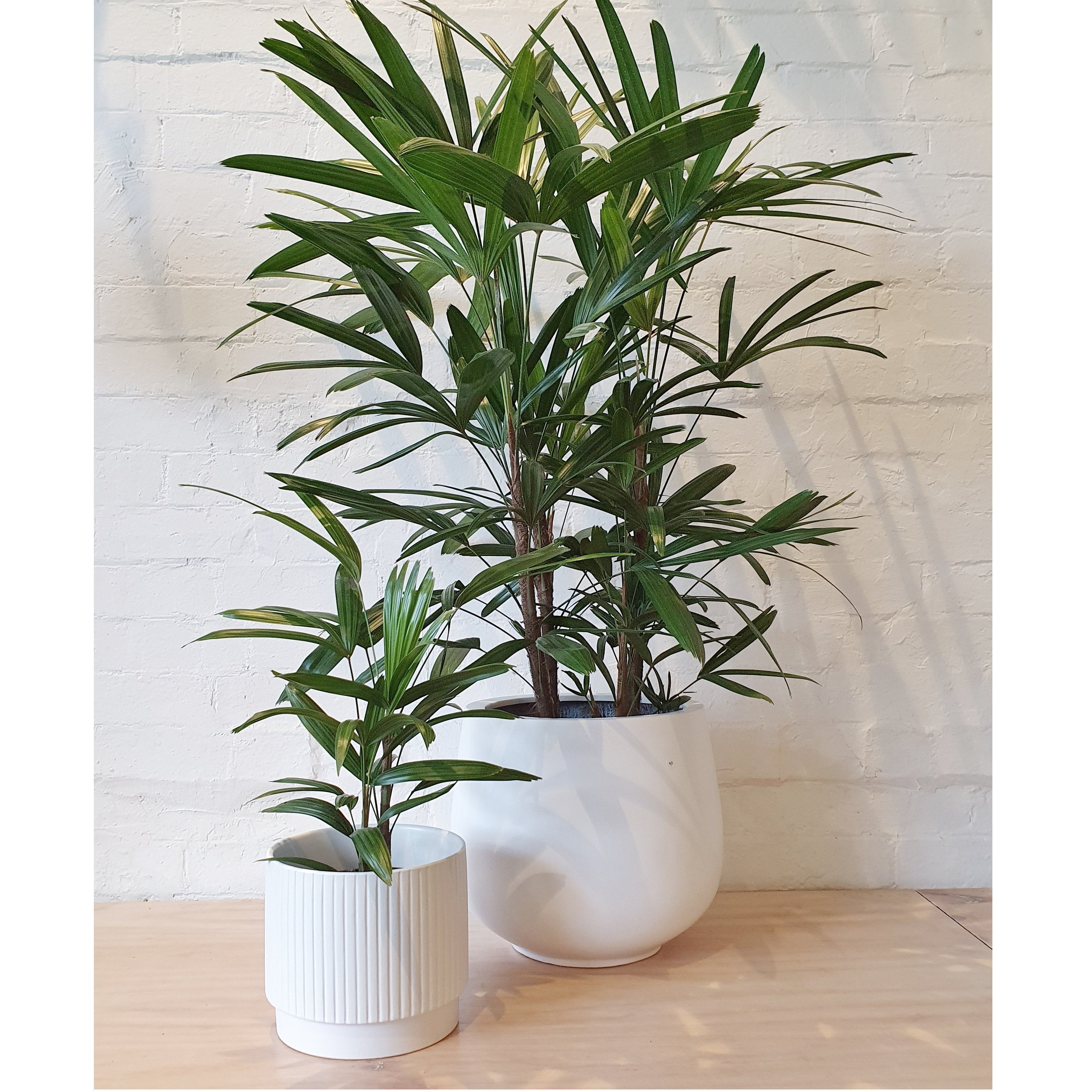 finger palm plant Rhapis excelsa (Lady Finger Palm) - 25cm pot