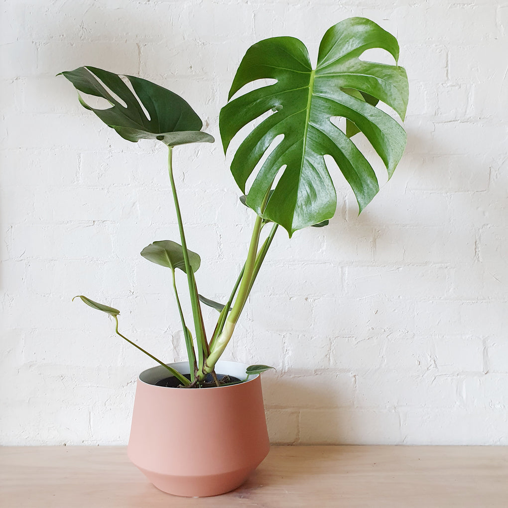buy monstera deliciosa melbourne Monstera deliciosa - ADVANCED 18cm pot
