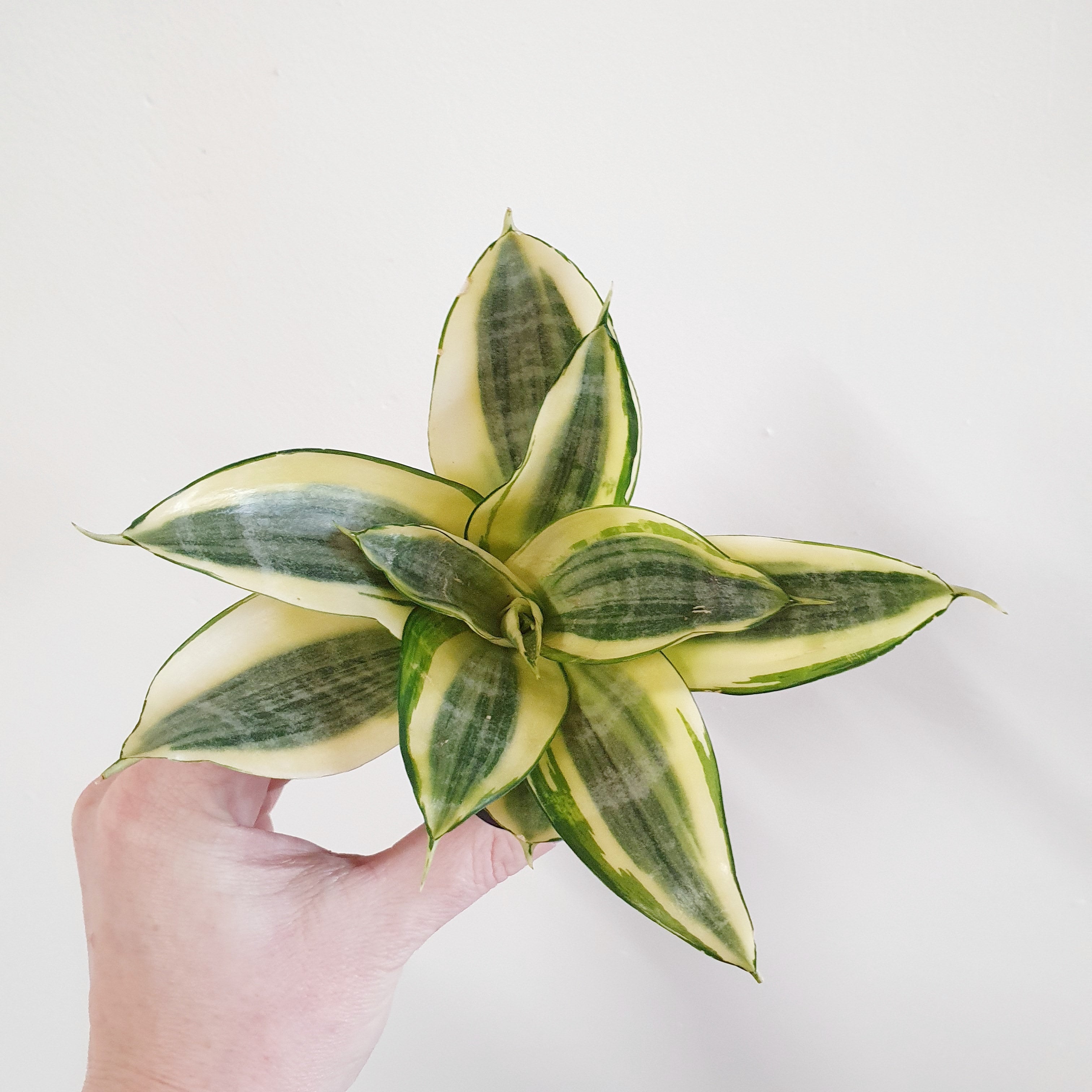 Sansevieria Golden Hahnii (Snake Plant) - 7cm pot