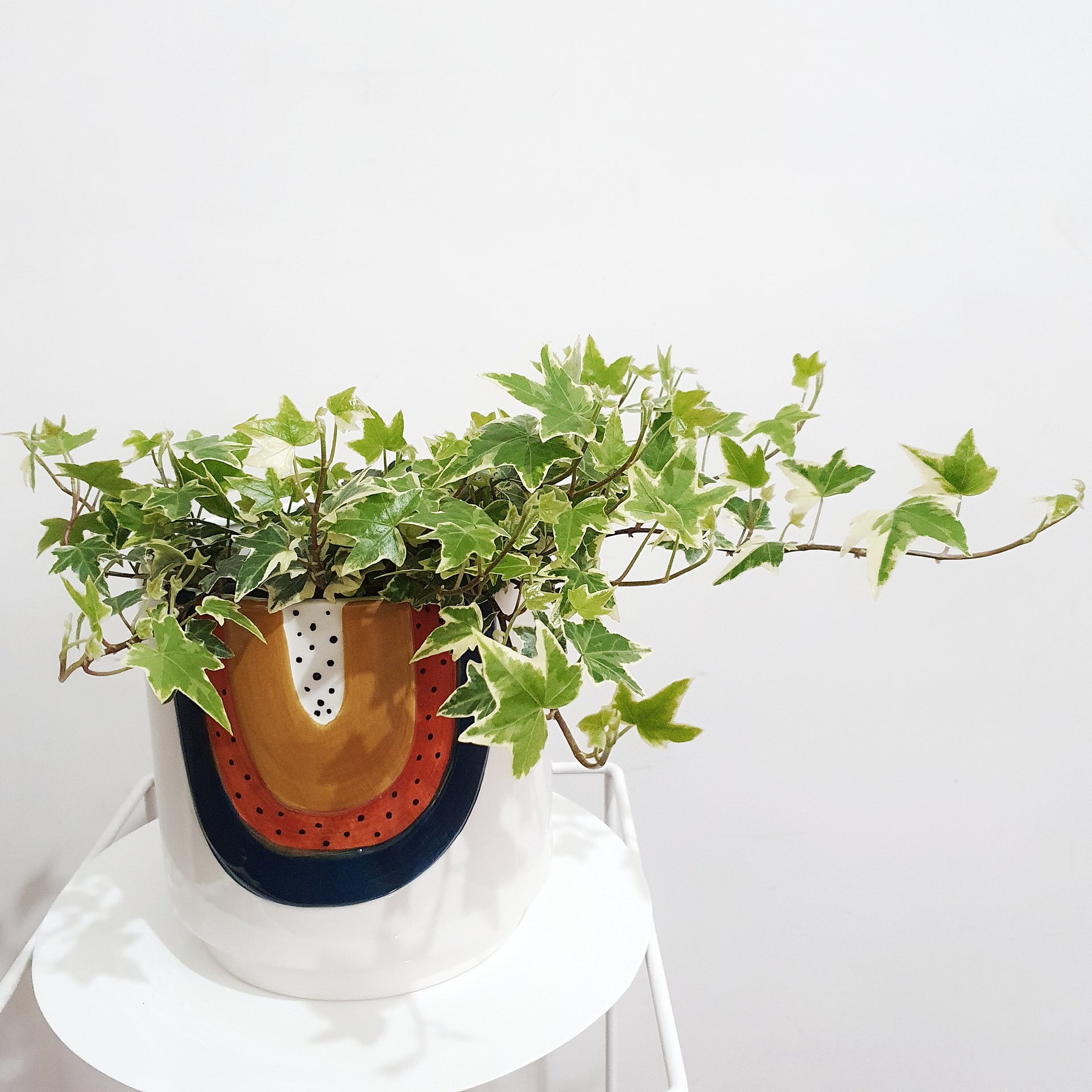 Hedera canariensis variegata (Variegated Ivy) 14cm pot Plantsmith