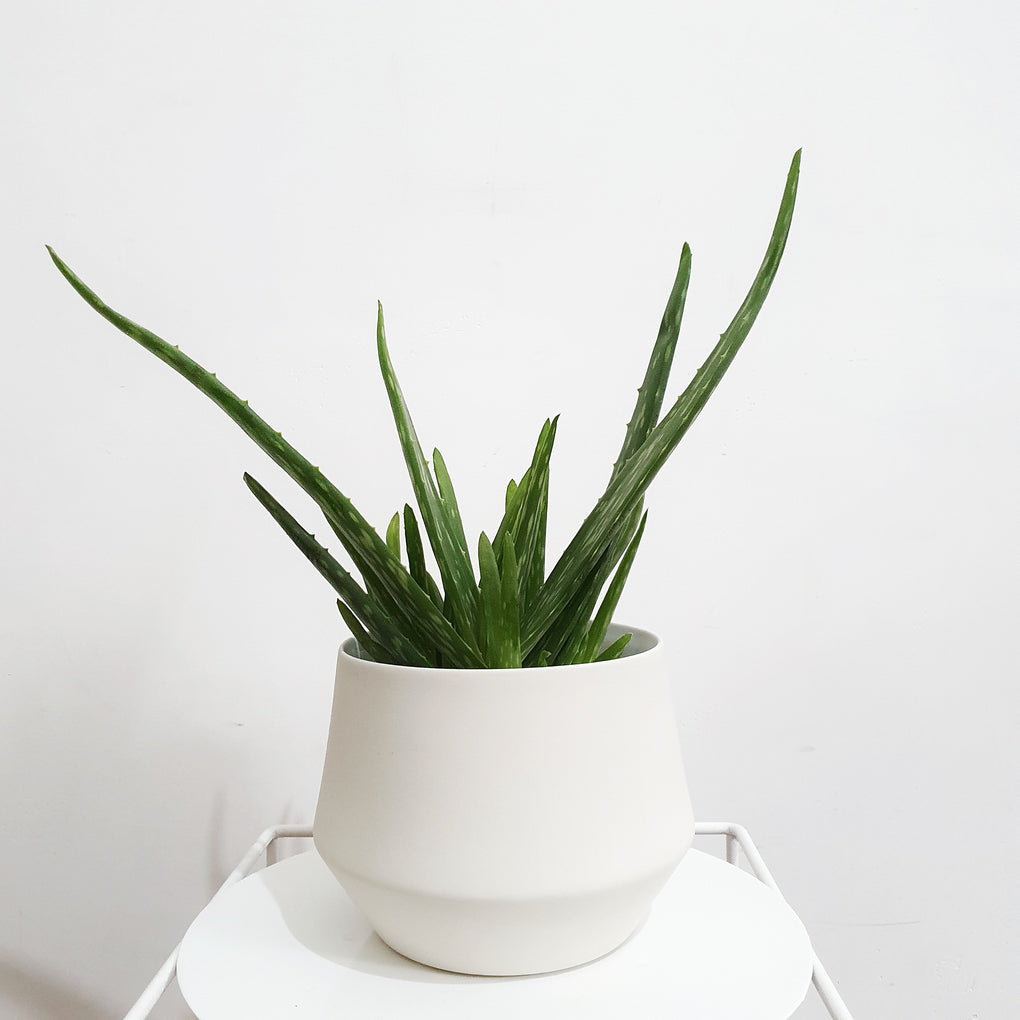 Aloe Vera Chinensis (Aloe Vera) - 13cm pot