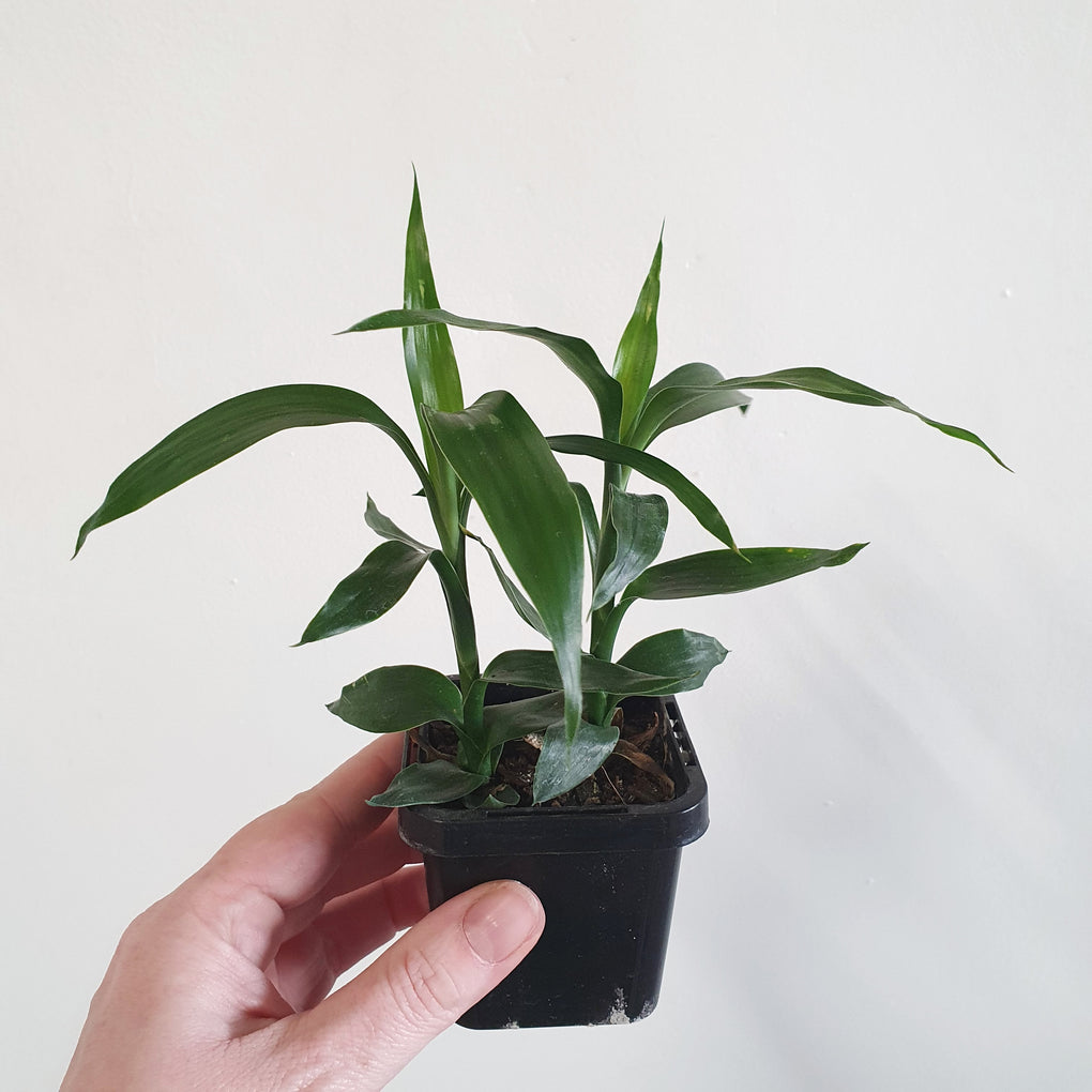 lucky bamboo melbourne Dracaena sanderiana (Lucky Bamboo) - 7cm pot