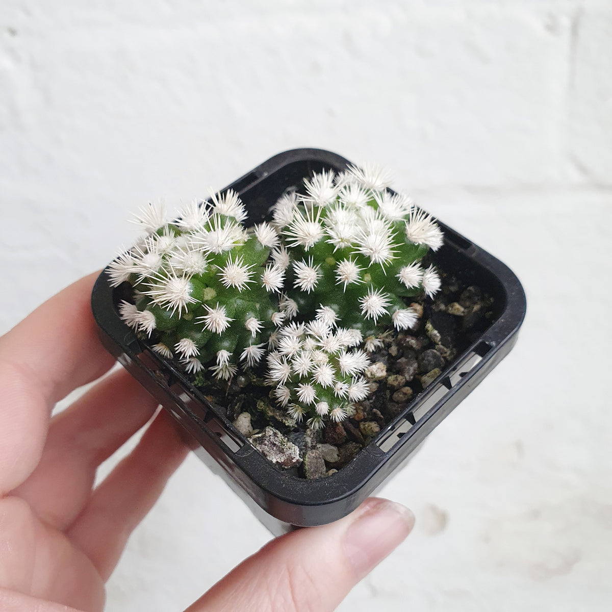 Mammillaria gracilis cv. (Arizona Snowcap) - 7cm pot | Plantsmith ...