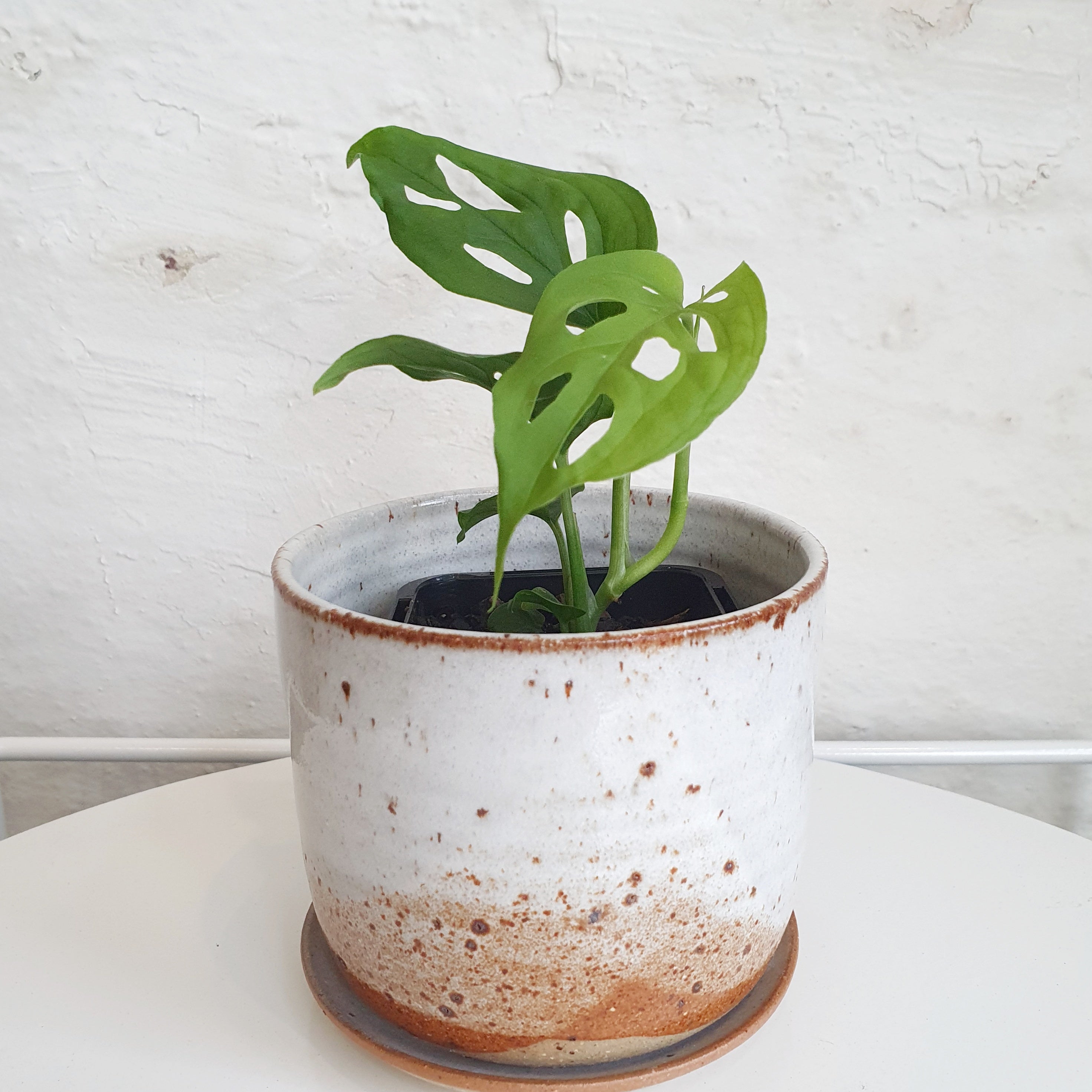 swiss cheese plant australia Monstera adansonii (Swiss Cheese Plant) - 7cm pot