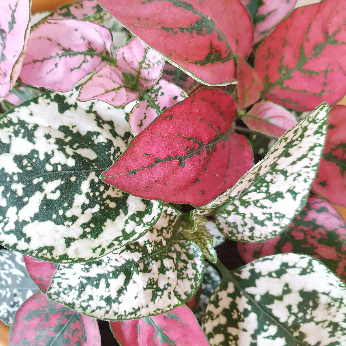 Hypoestes phyllostachya 'Triple Splash' (Polka Dot Plant) - 12cm pot ...