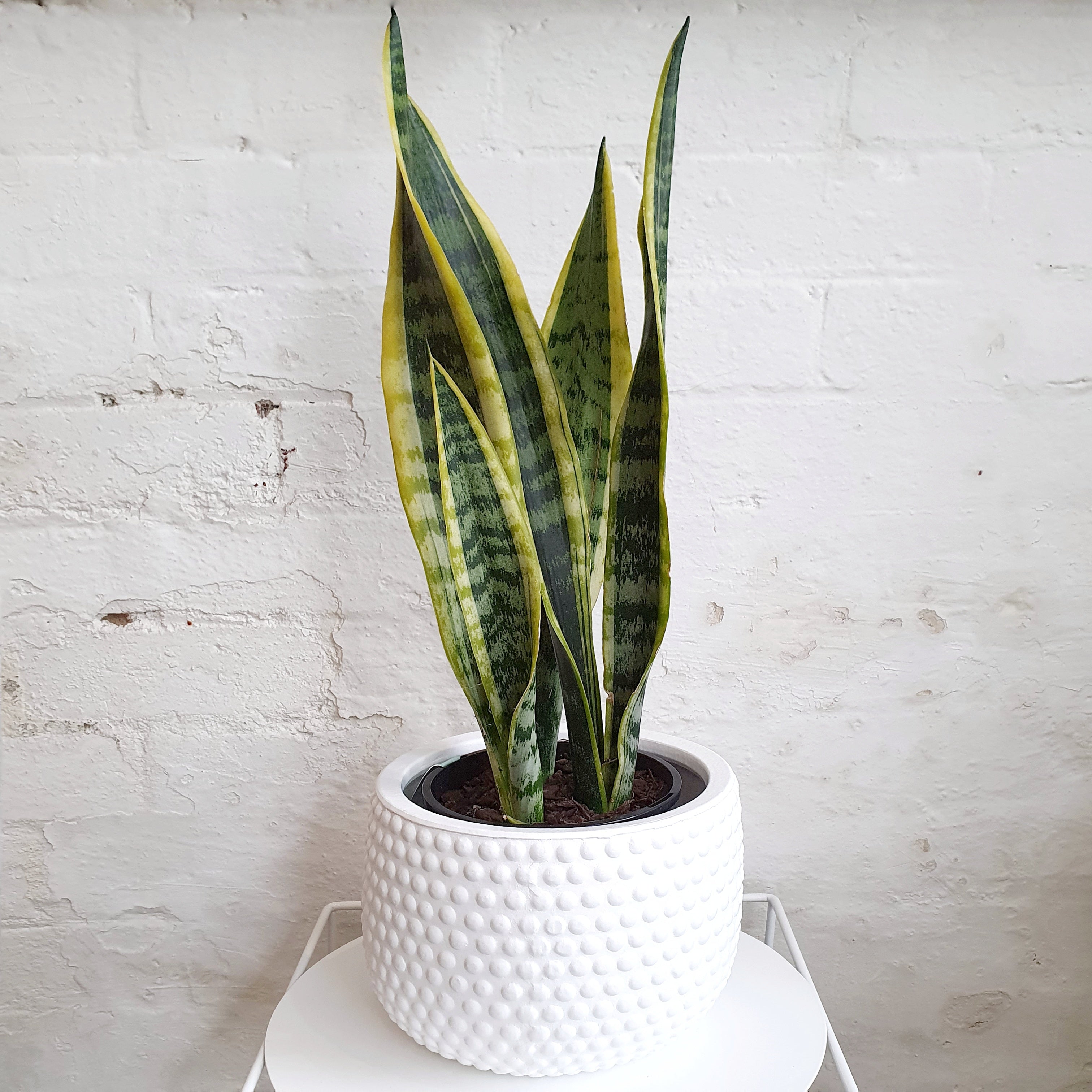 buy snake plant australia Sansevieria laurentii (Snake Plant) - 15cm pot
