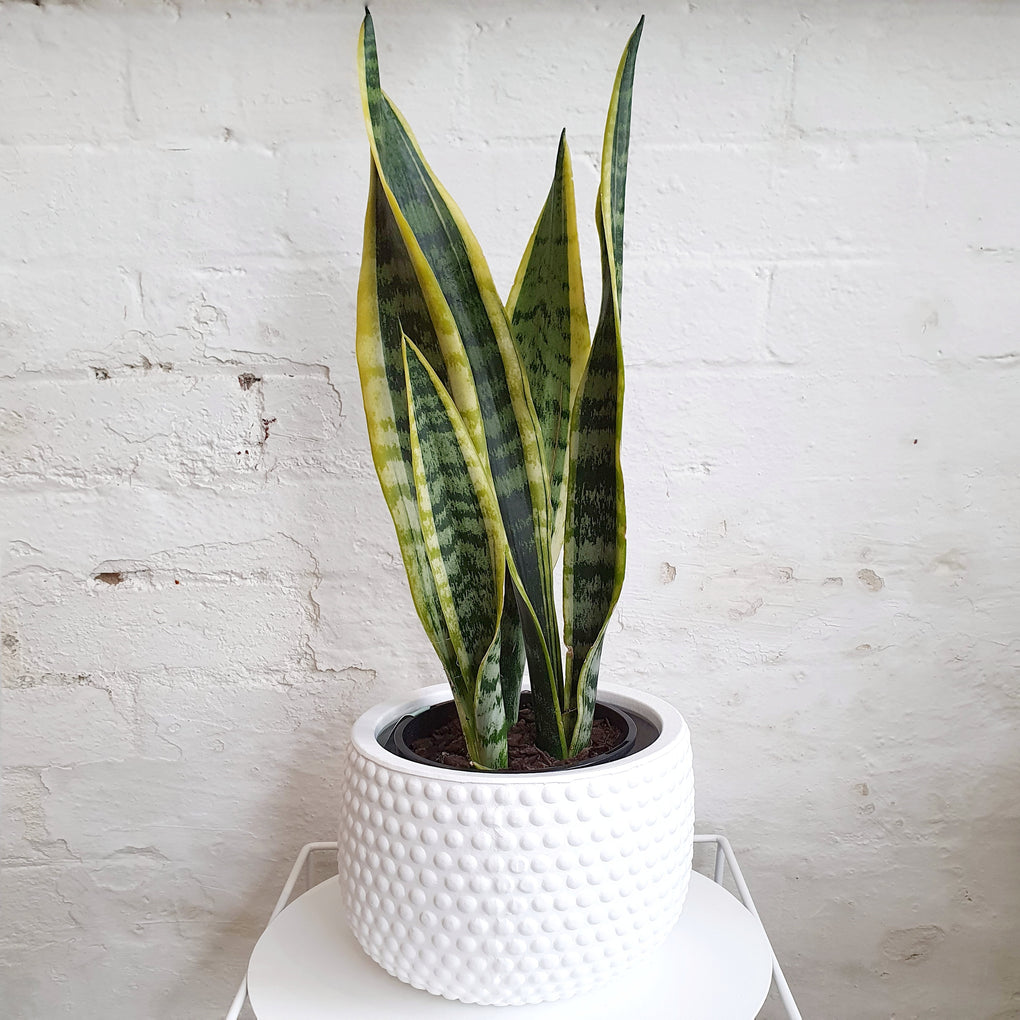 buy snake plant melbourne Sansevieria laurentii (Snake Plant) - 15cm pot
